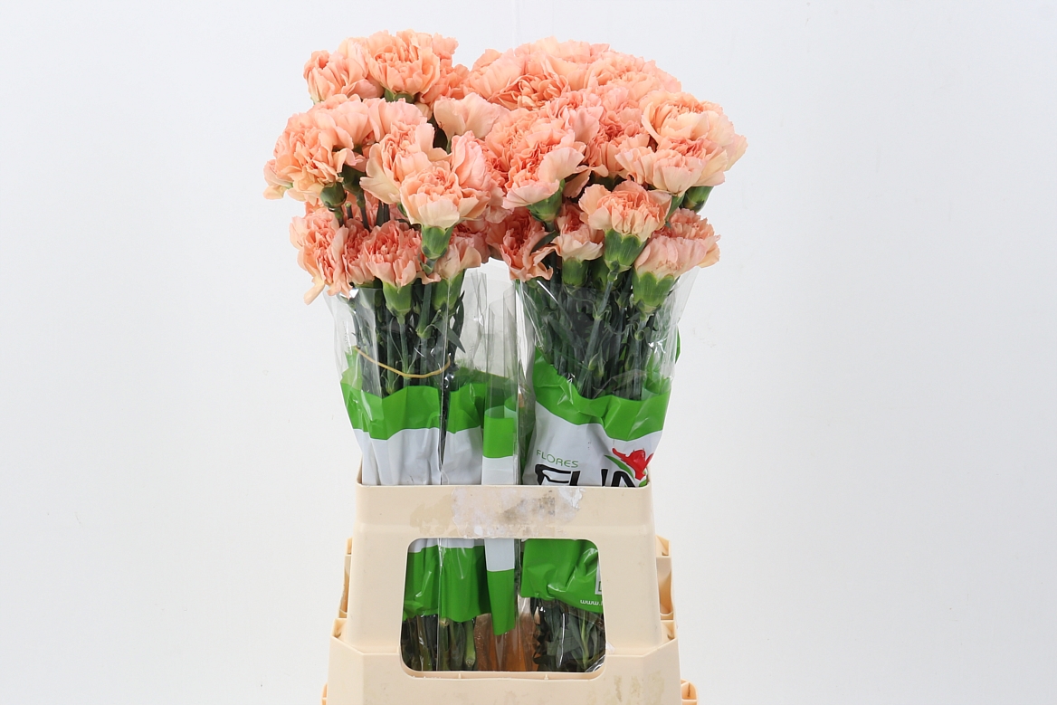 Dianthus Single Ares 70cm