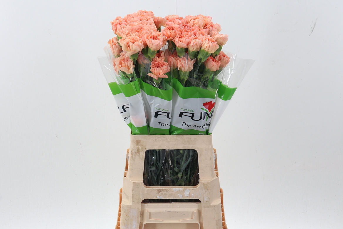 Dianthus St 70cm