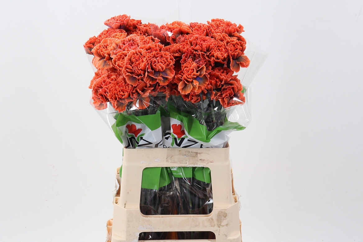 Di St Tinted Gothic Orange