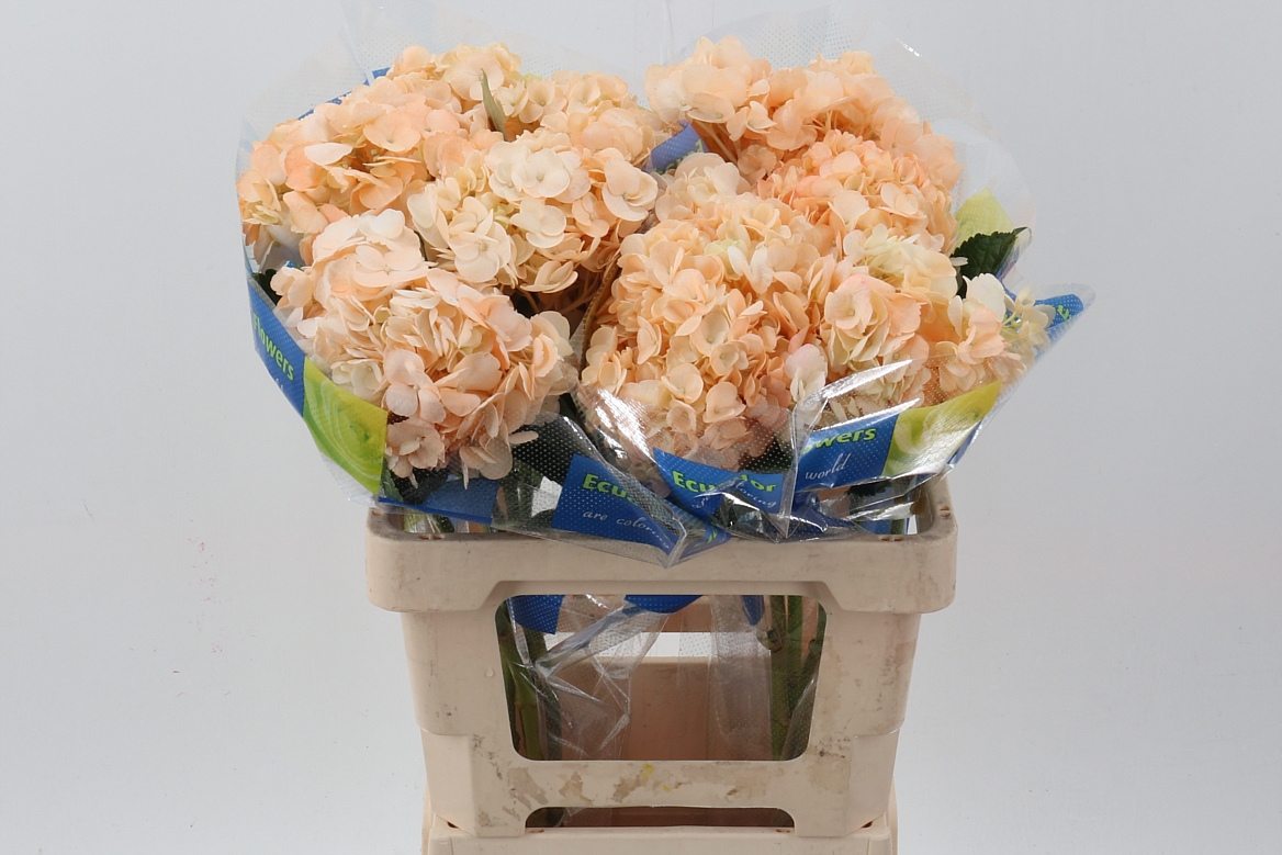Hydrangea Peach 60cm 15cm Hd
