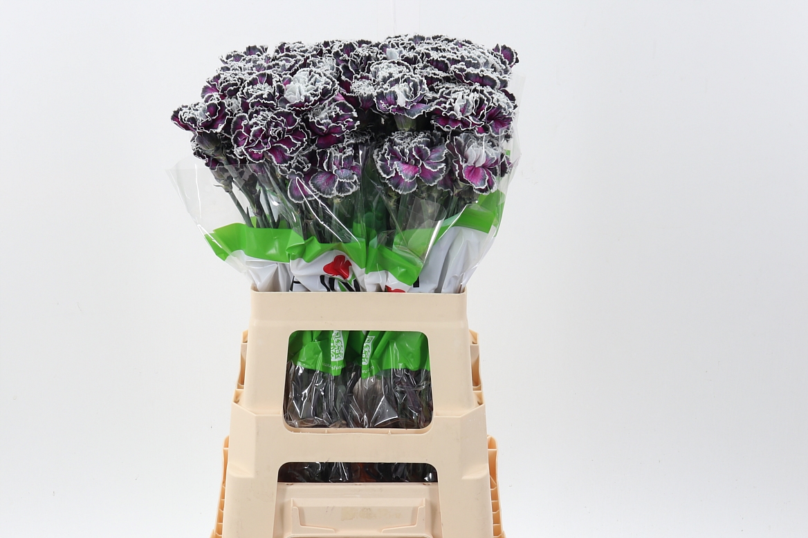 Dianthus St Painted 70cm