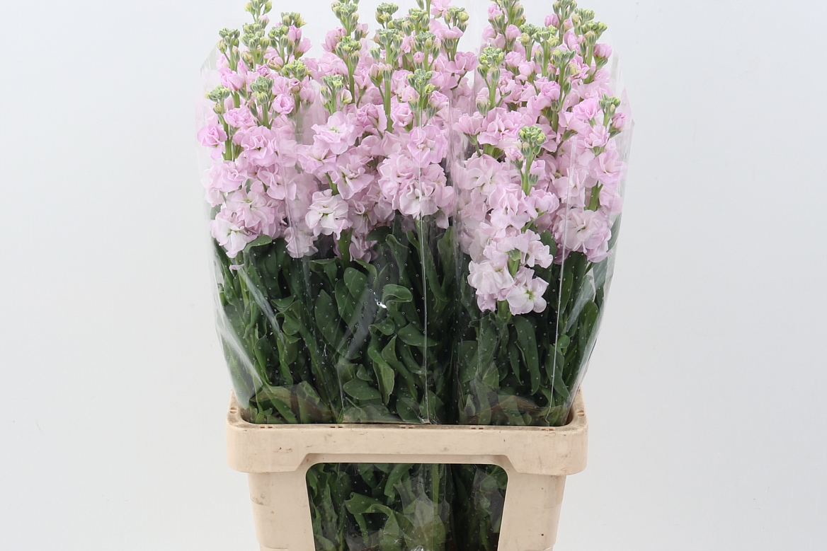 Matthiola Phant Softpink 60cm