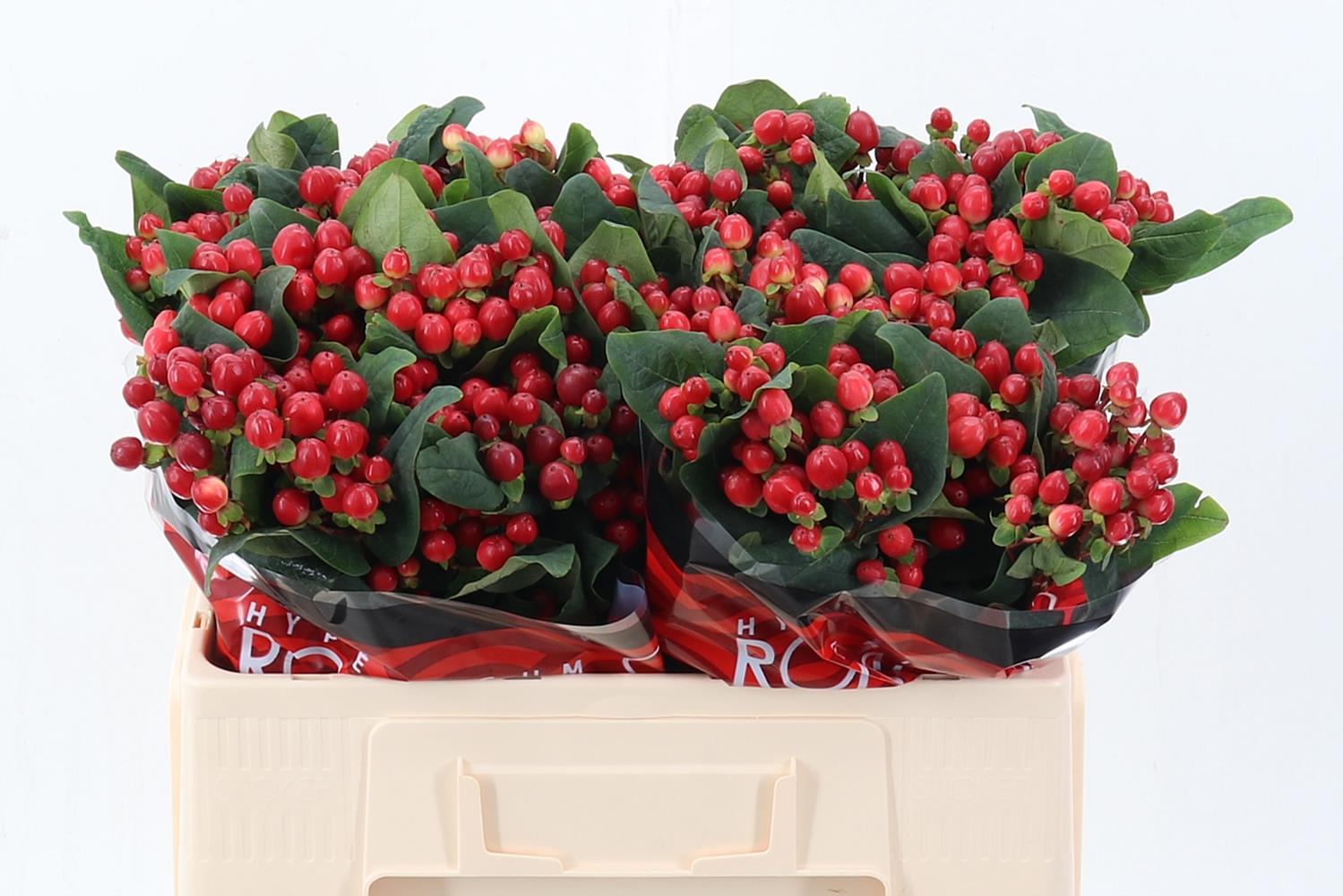Hypericum True Romance 50cm