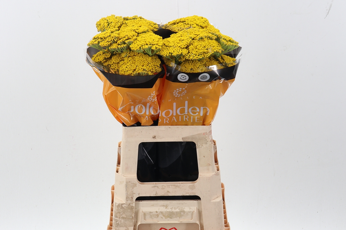 Achillea Golden Prairi 60cm