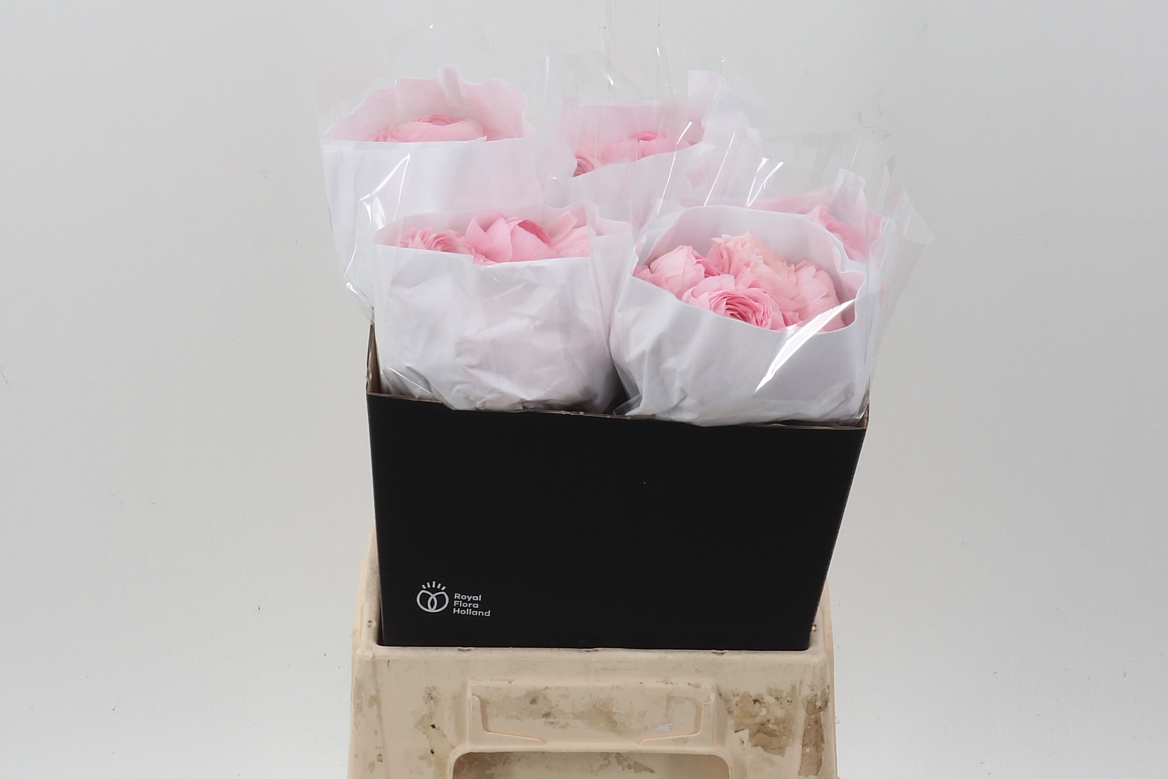 Ranunculus Clooney Lady Extra 40cm