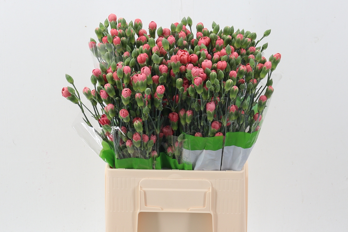 Dianthus Spr Miss Trendy 60cm