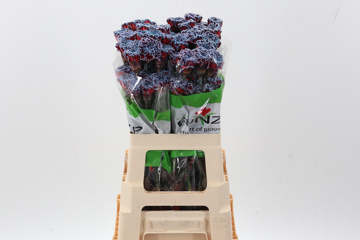 Dianthus St Painted 70cm