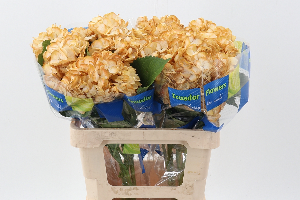 Hydrangea 60cm 15Ø