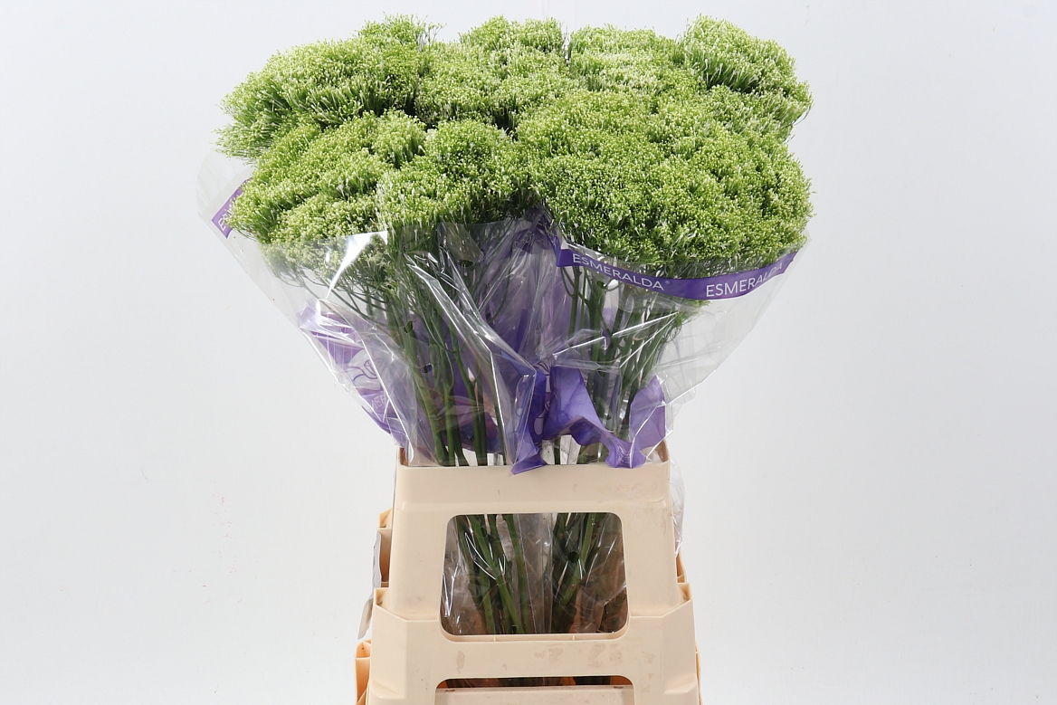 Trachenium 70cm