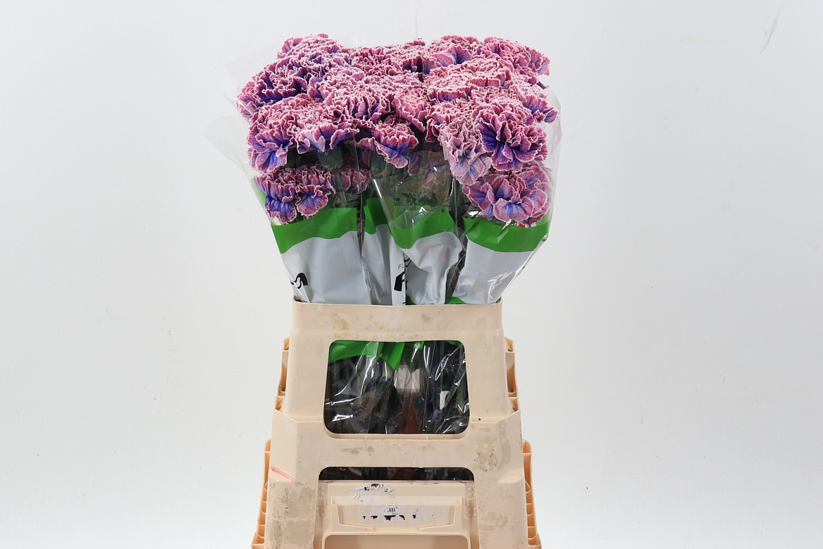 Dianthus St Painted 70cm