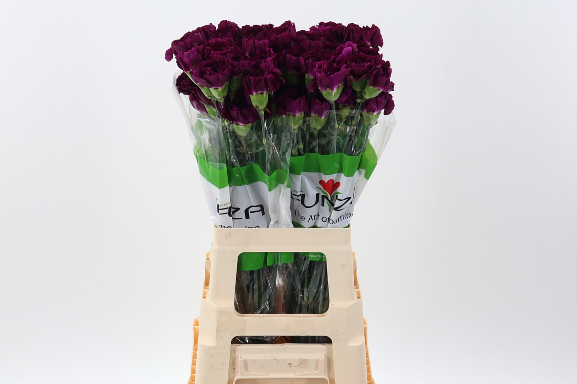 Dianthus Single Mirage 70cm
