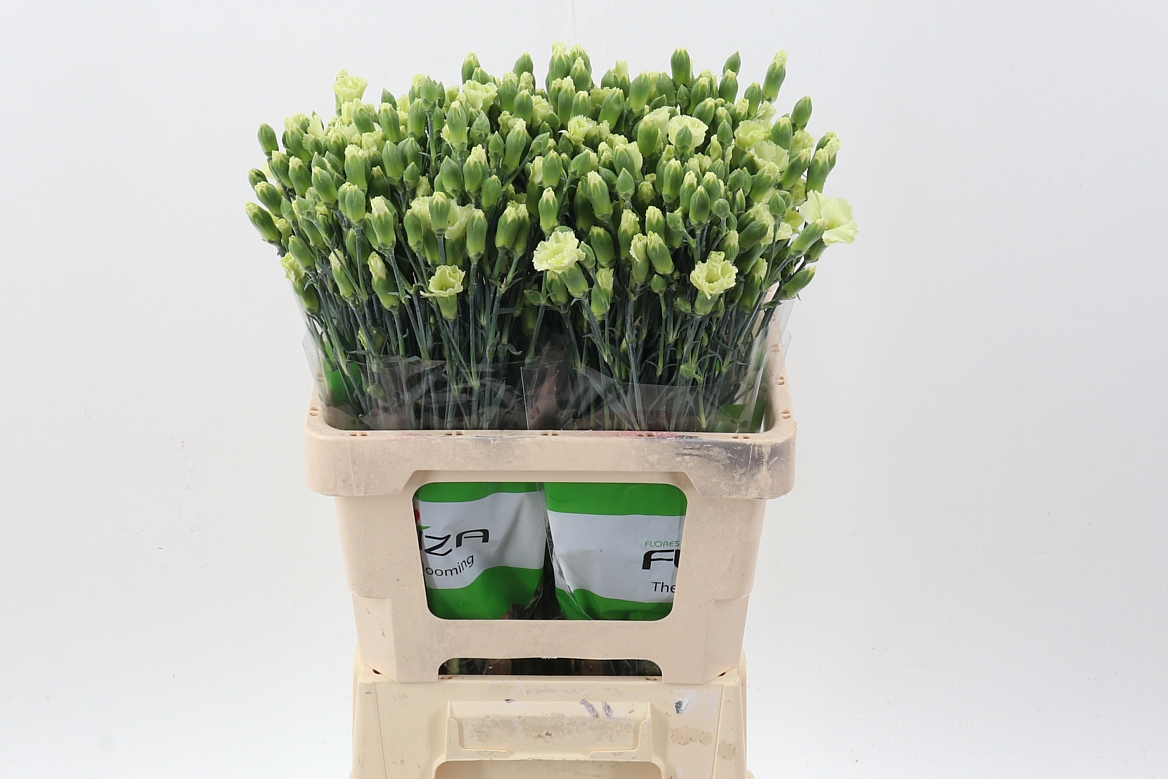 Dianthus Spray Single Solomio Bern 60cm