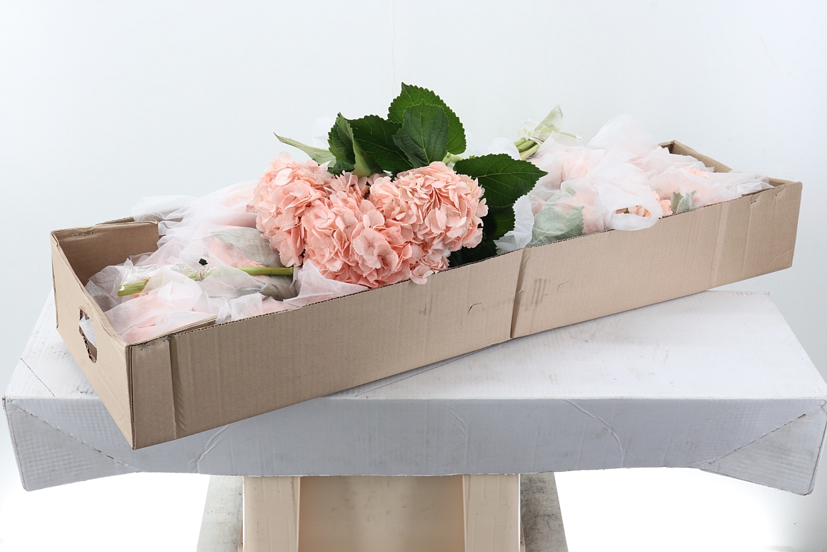 Hydrangea 60cm 15Ø