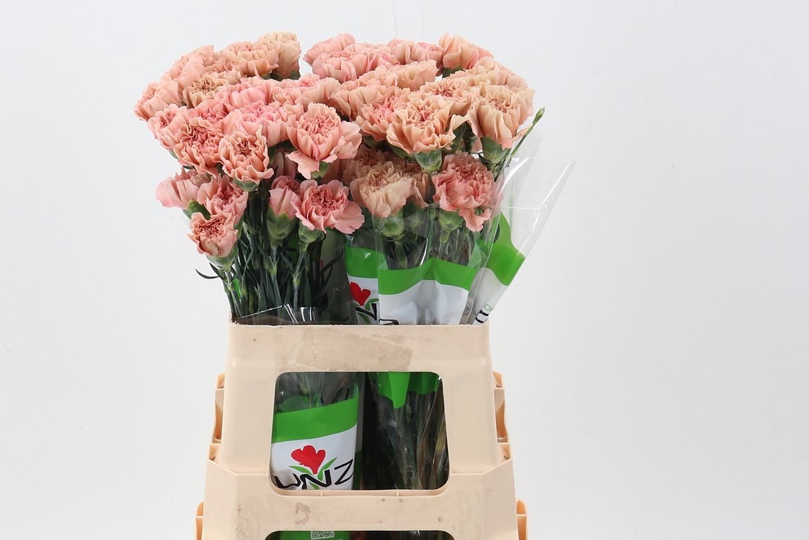 Dianthus Single Honey 60cm