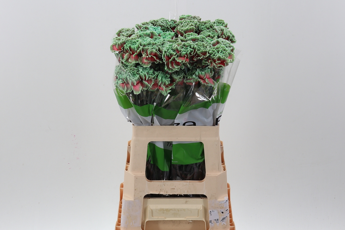 Dianthus St Painted 70cm