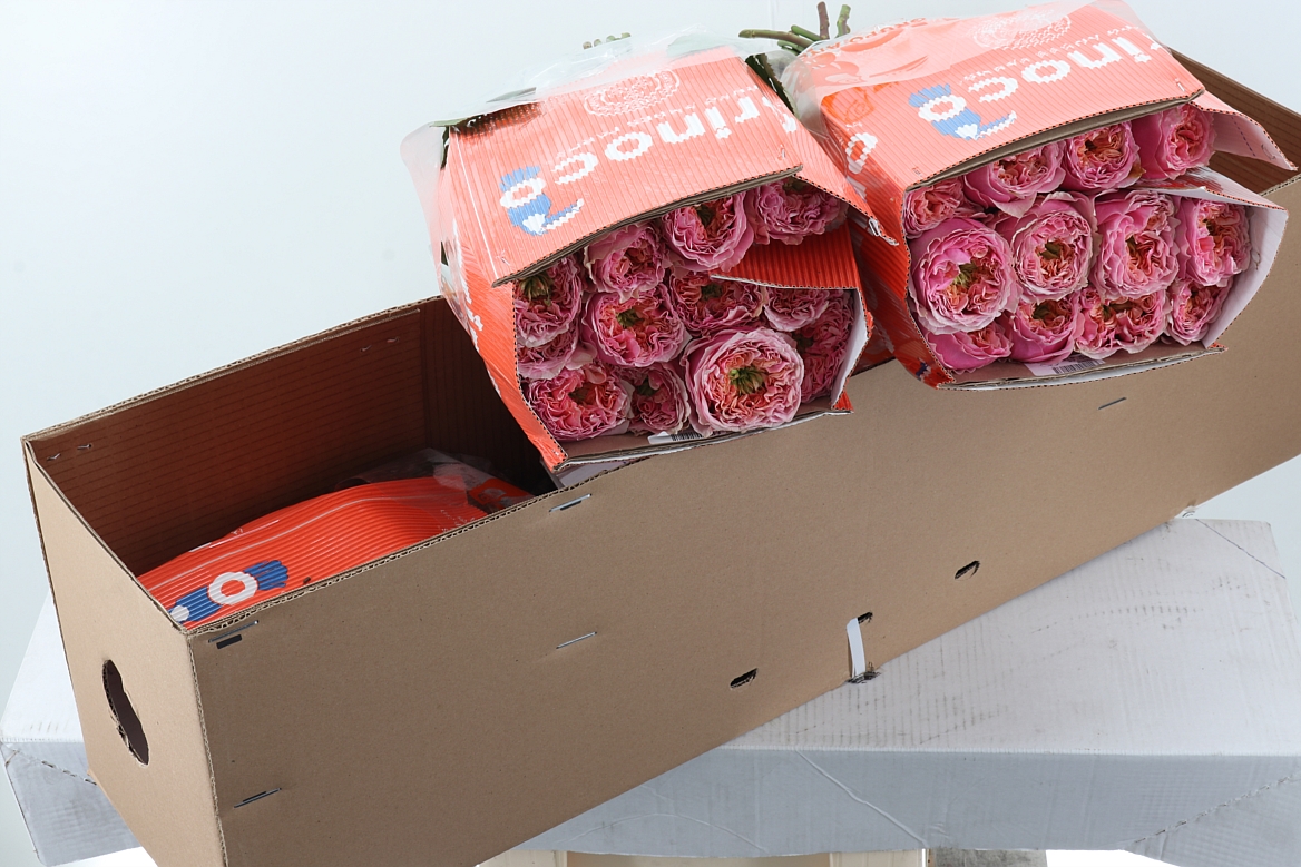 R Gr Sweet Eye 50cm Box Co