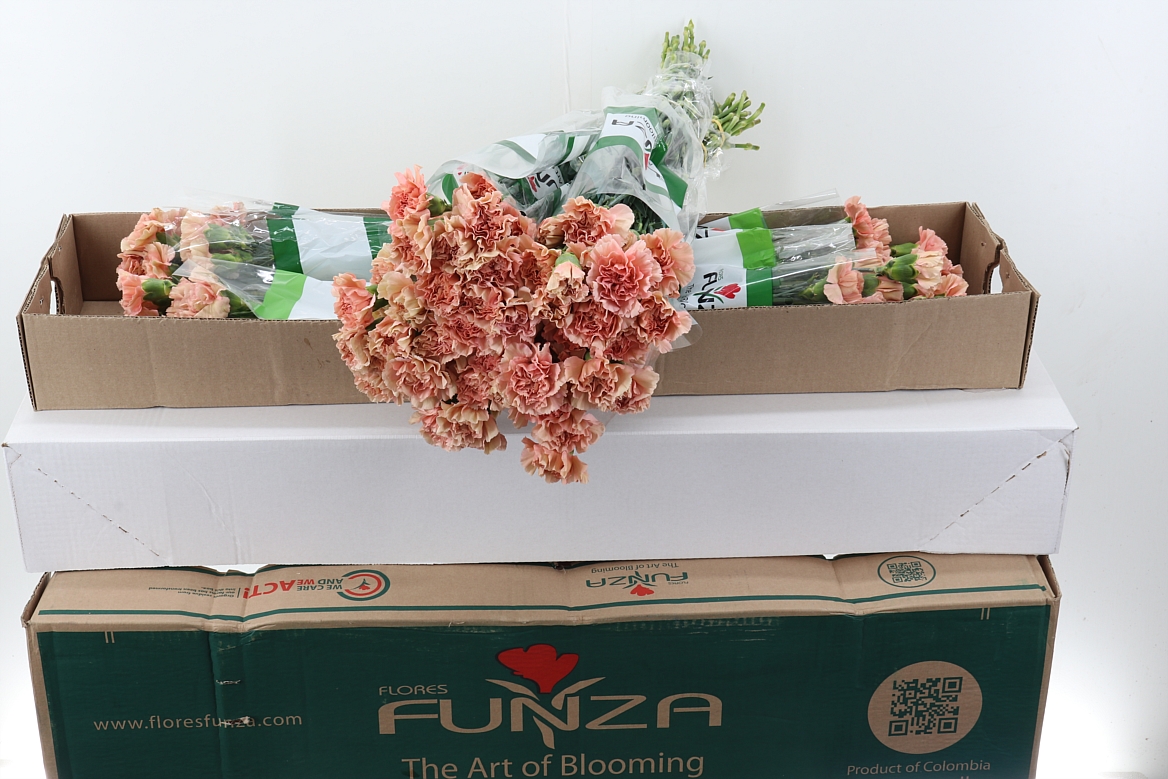 Dianthus Single Honey 70cm
