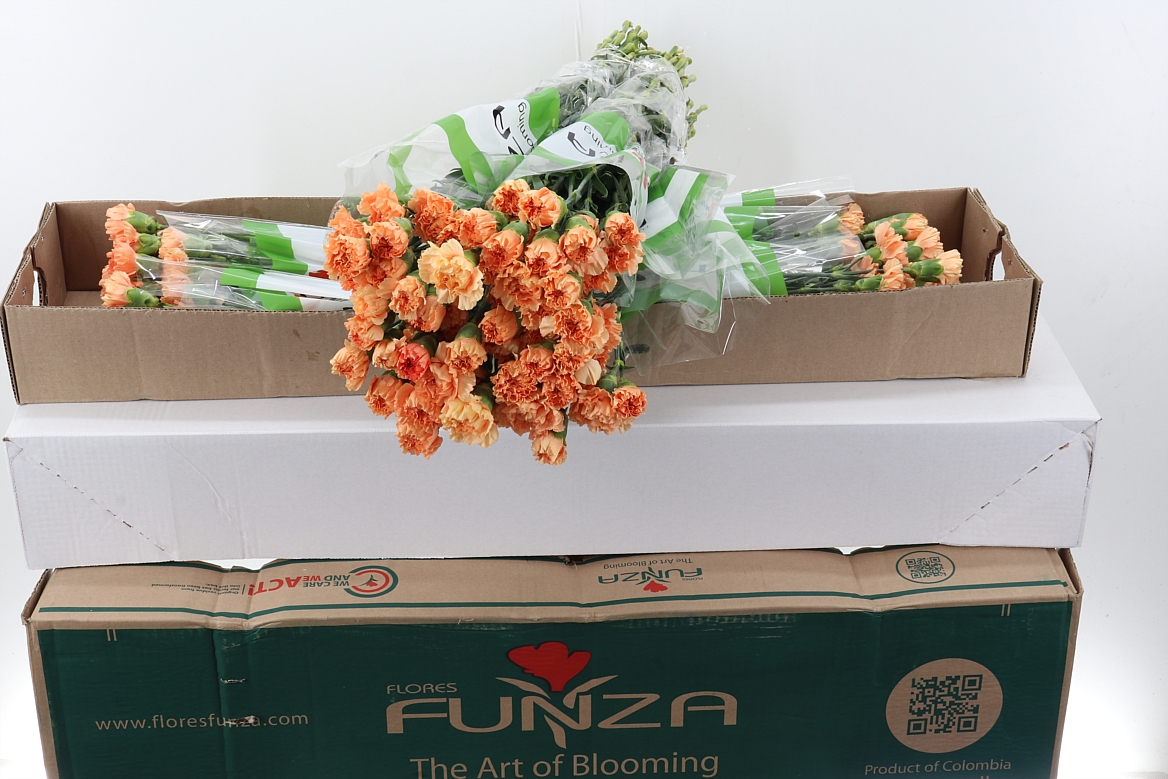 Dianthus Single Caramel Cowboy 70cm