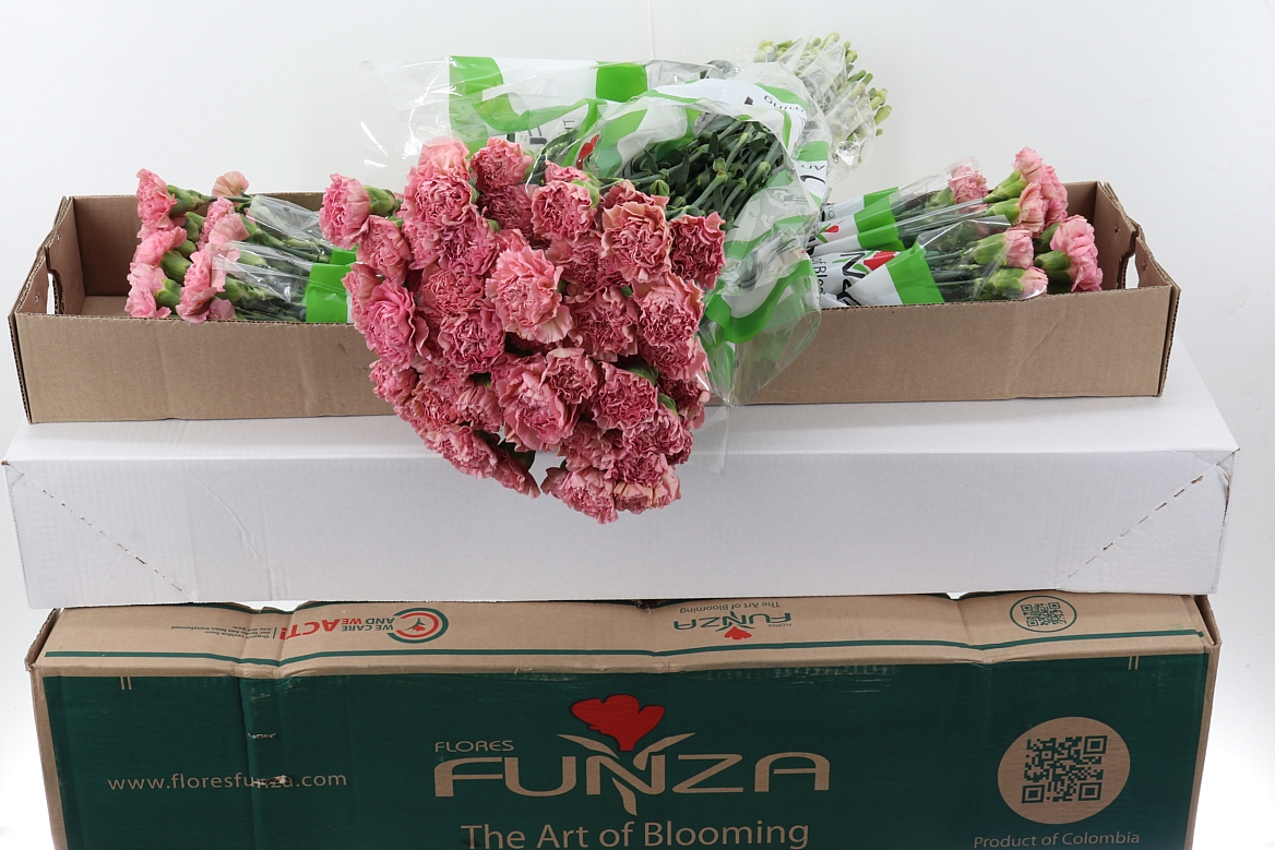 Dianthus St Lege 70cm