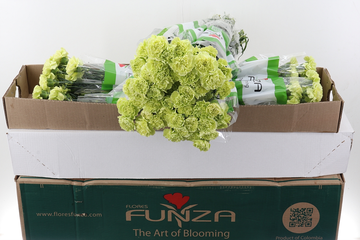 Dianthus Single Marty Dark Green 70cm