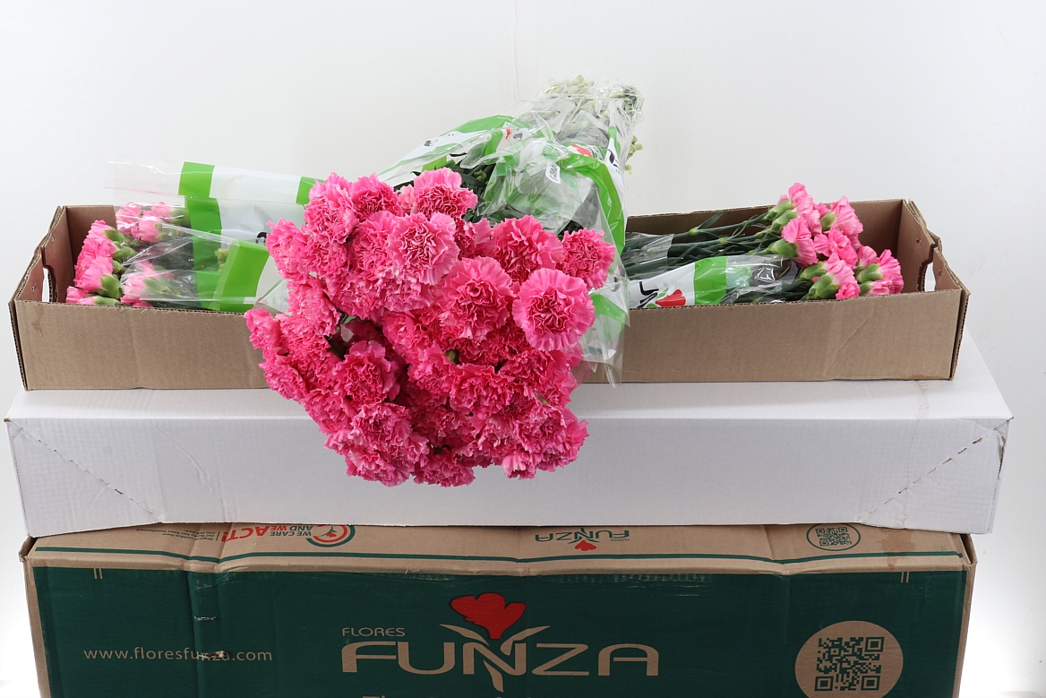 Dianthus Single Tonic Golem 70cm