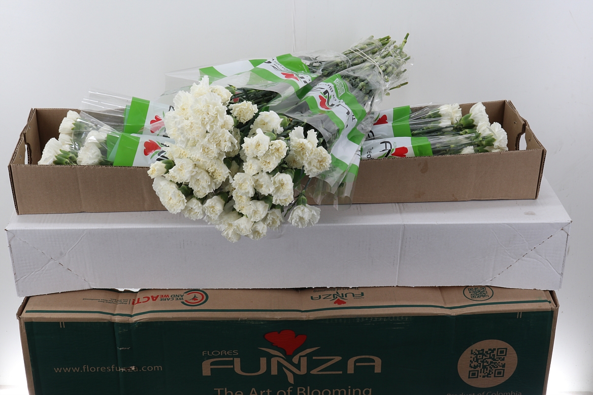 Dianthus Single Delphi 70cm