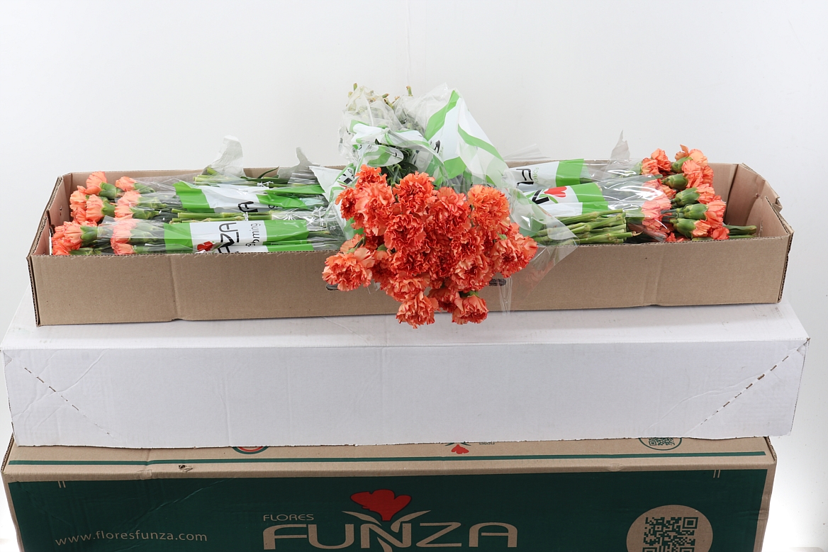 Dianthus Single Cowboy 70cm