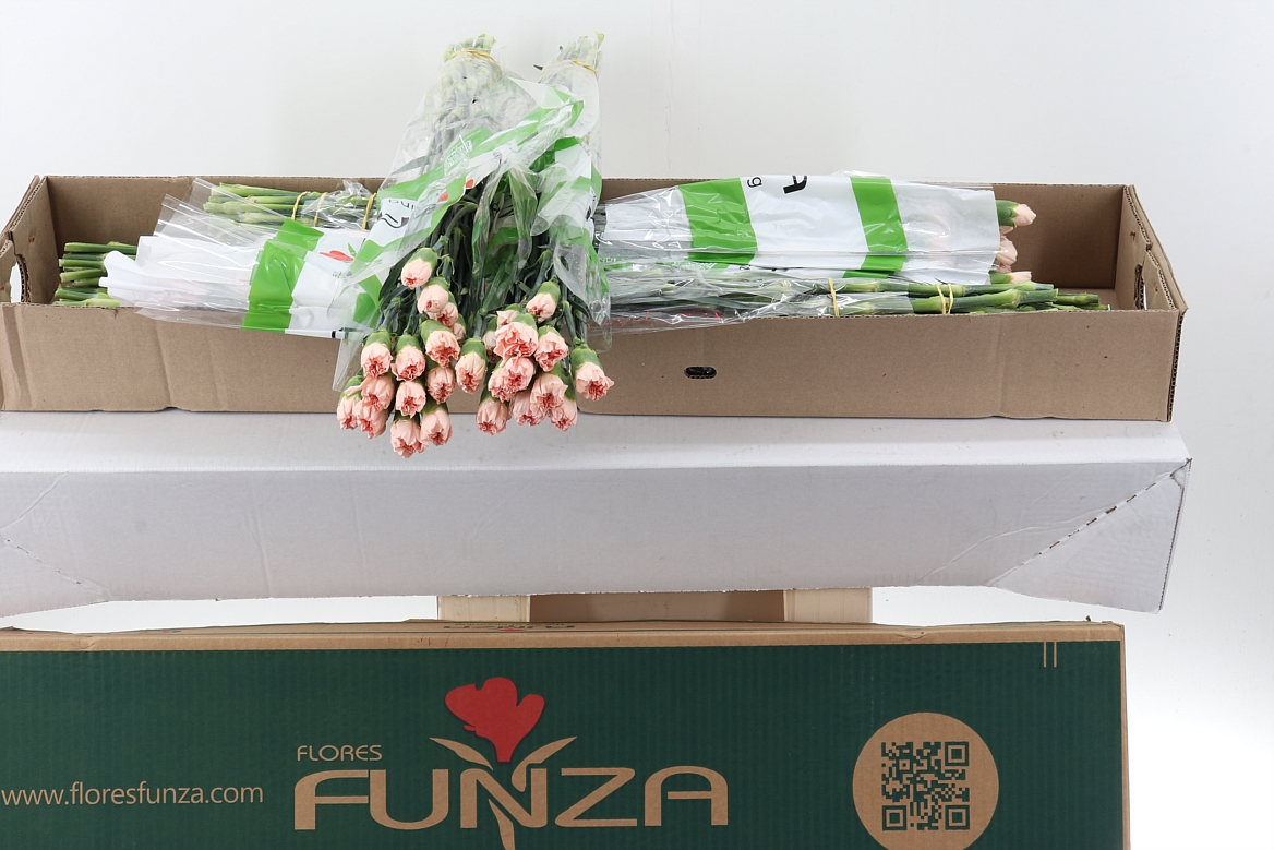 Dianthus Single Peach Novia 70cm