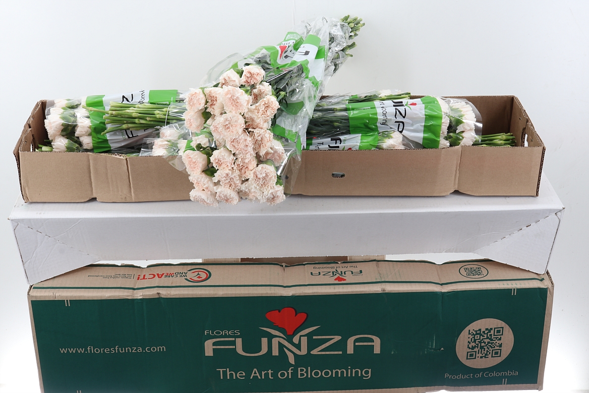 Dianthus Single Brut 70cm