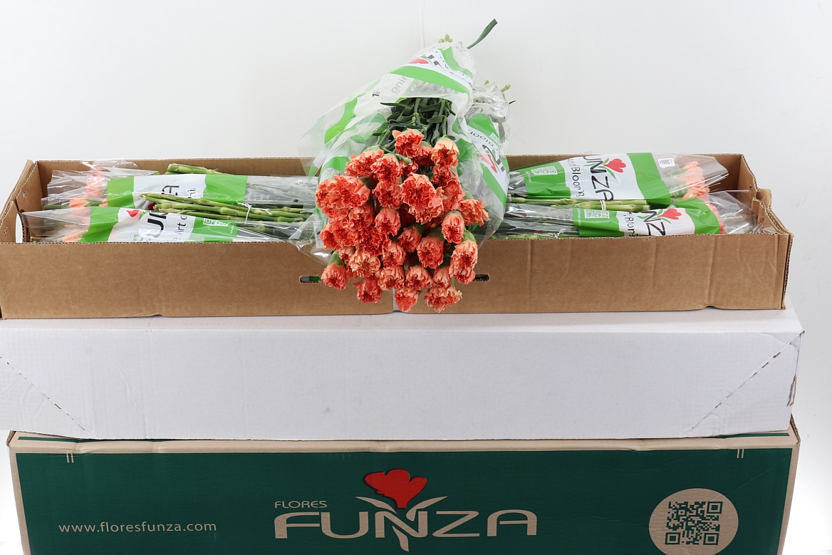 Dianthus Single Hermes Orange 70cm
