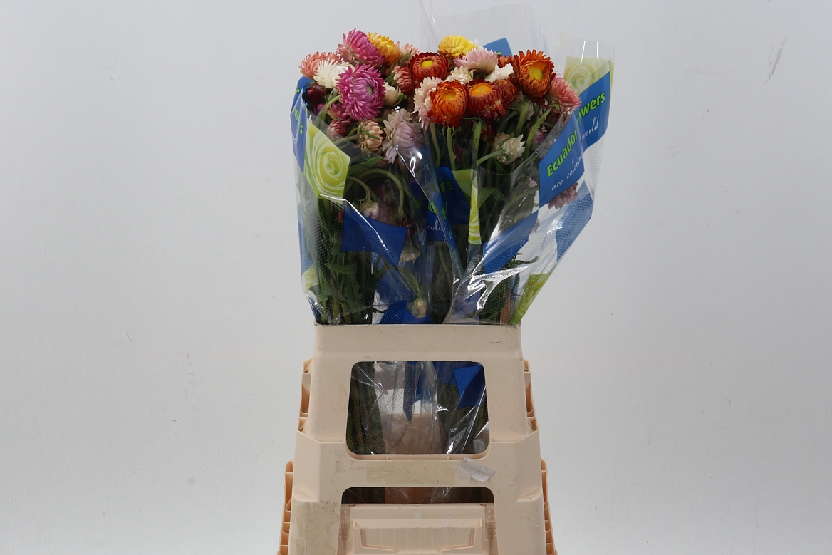 Helichrysum Mix 70cm