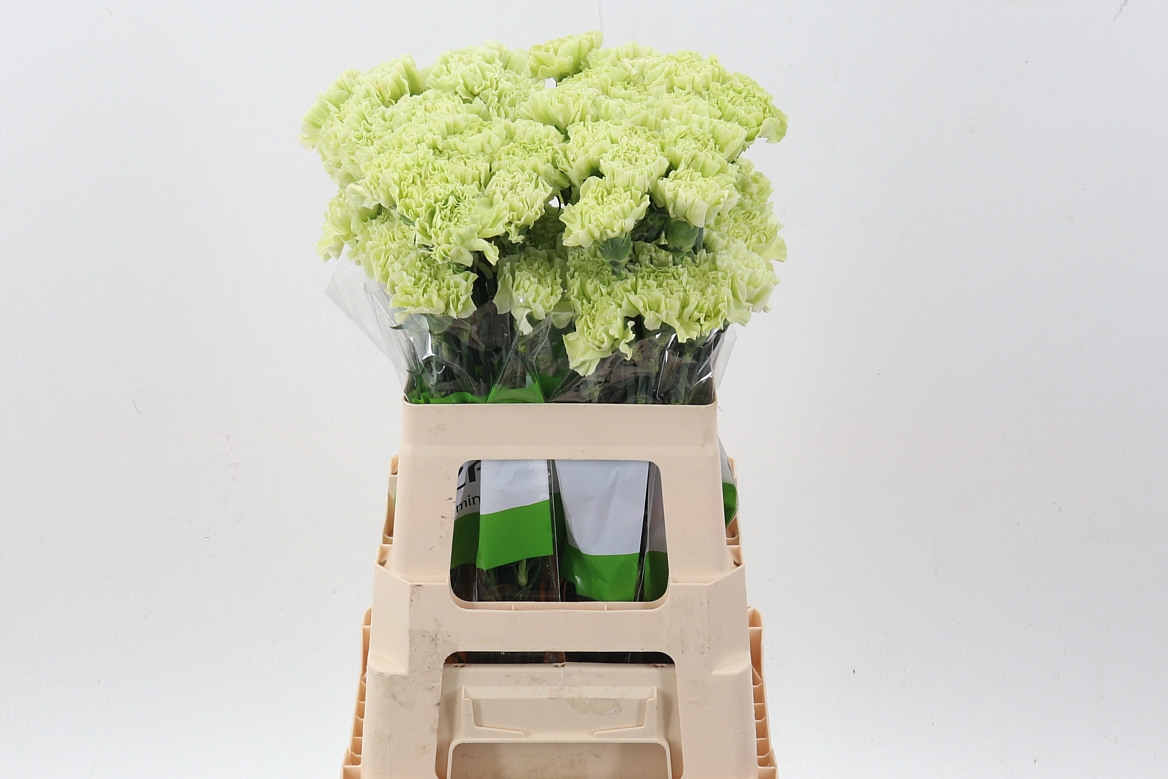 Dianthus Single Jungle Green 60cm