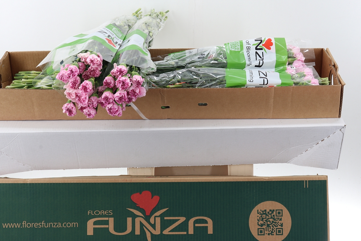 Dianthus St 70cm