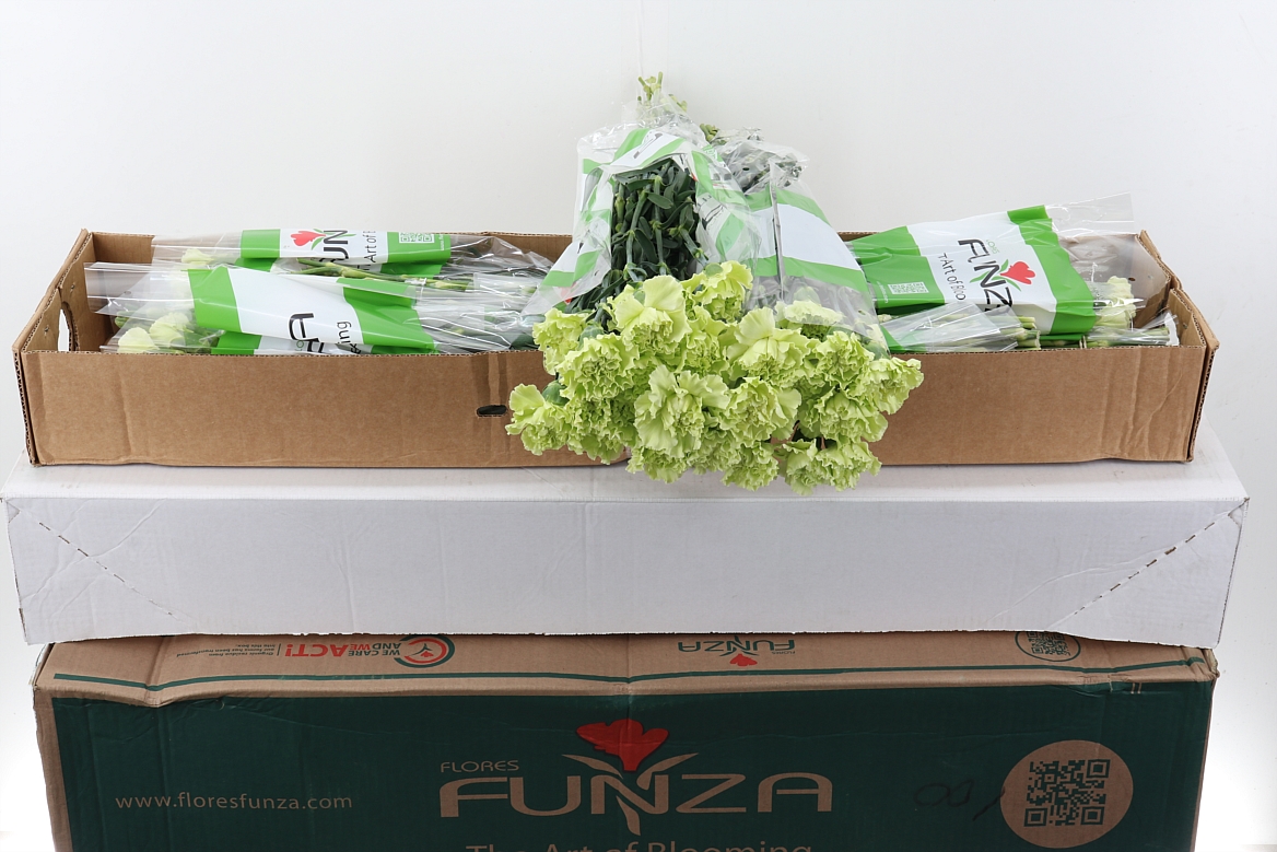 Dianthus Single Emerald Green 70cm