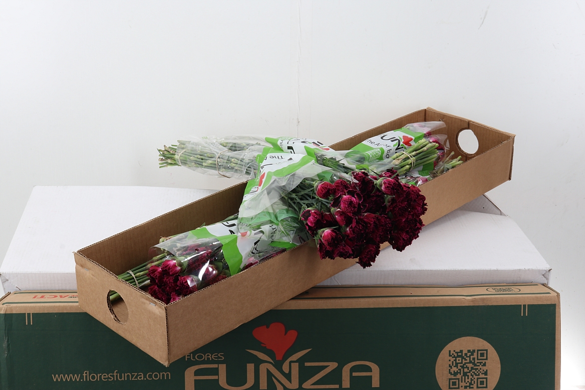 Dianthus St 70cm