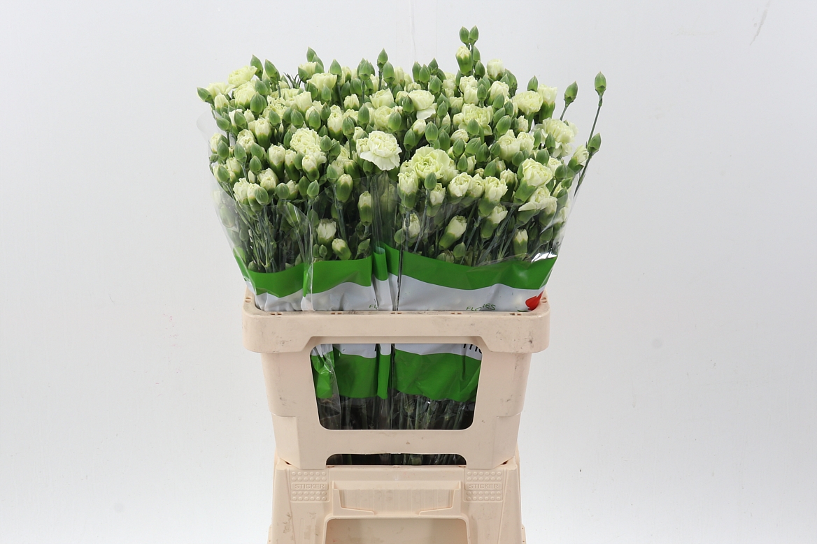 Dianthus Spray Parsley+ 65cm
