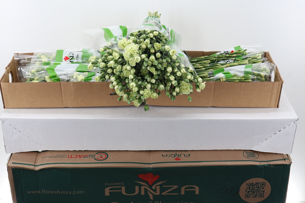 Di Tr Parsley X20 Box