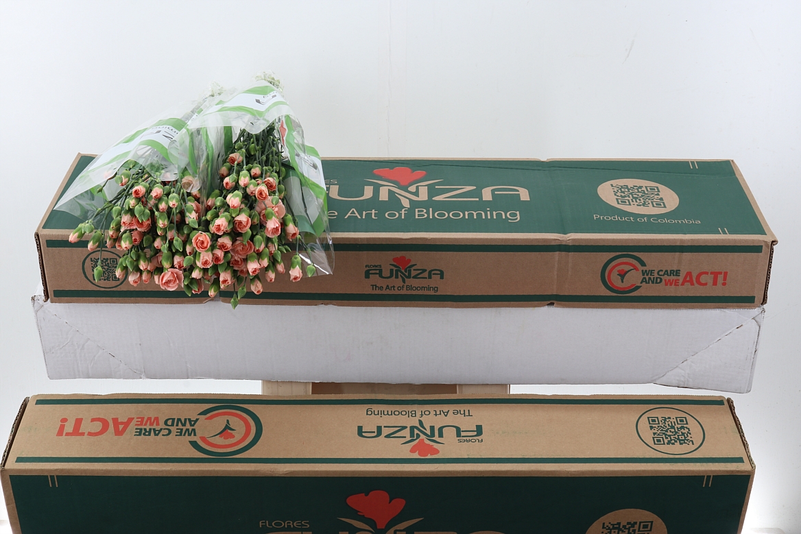Dianthus Spray Hamada 65cm