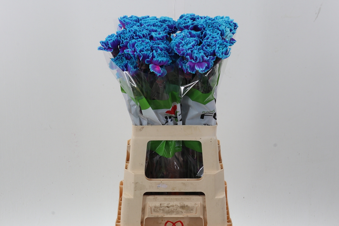Dianthus St Painted 70cm