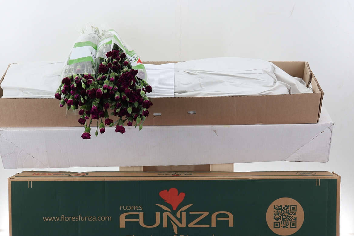 Dianthus Spray Epsilon 65cm