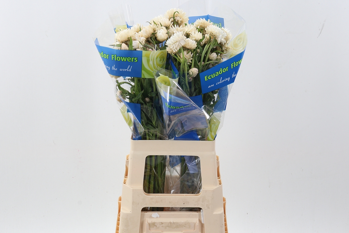 Helichrysum White 70cm