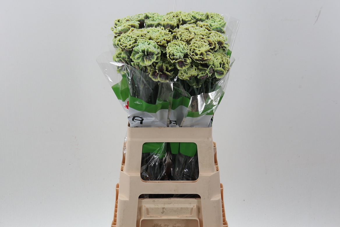 Dianthus St Painted 70cm
