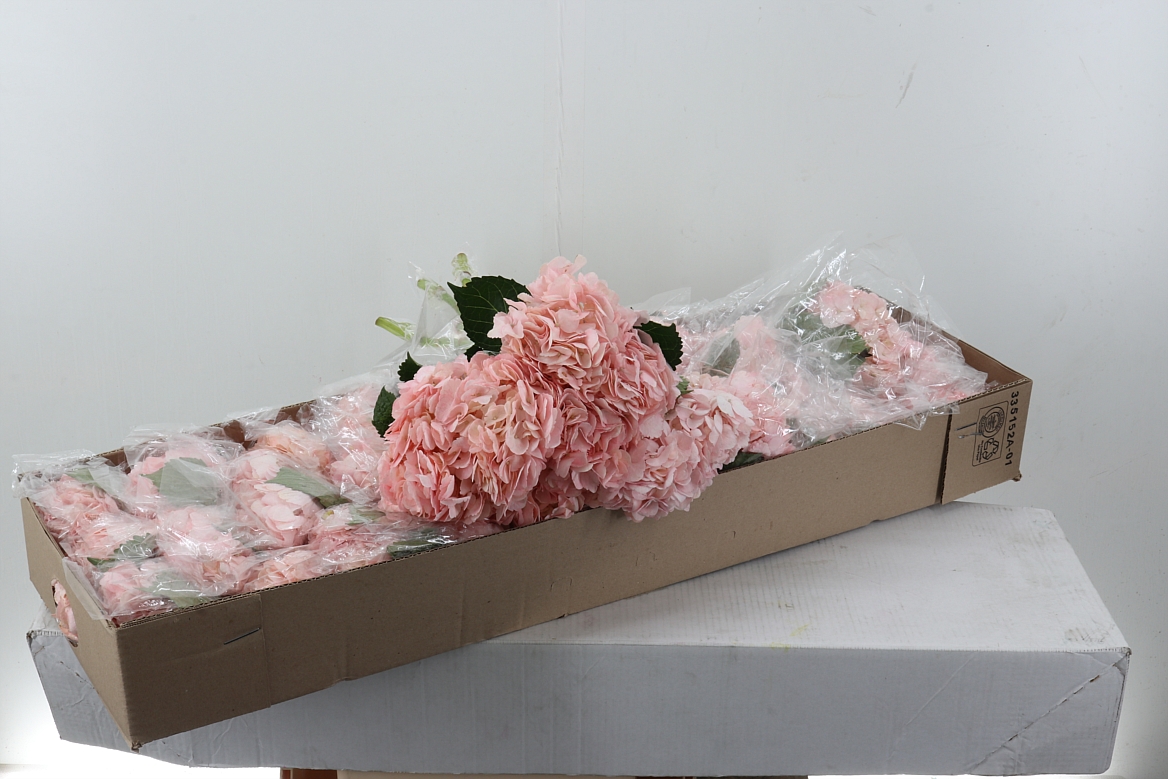 Hydr Light Pink Select Box