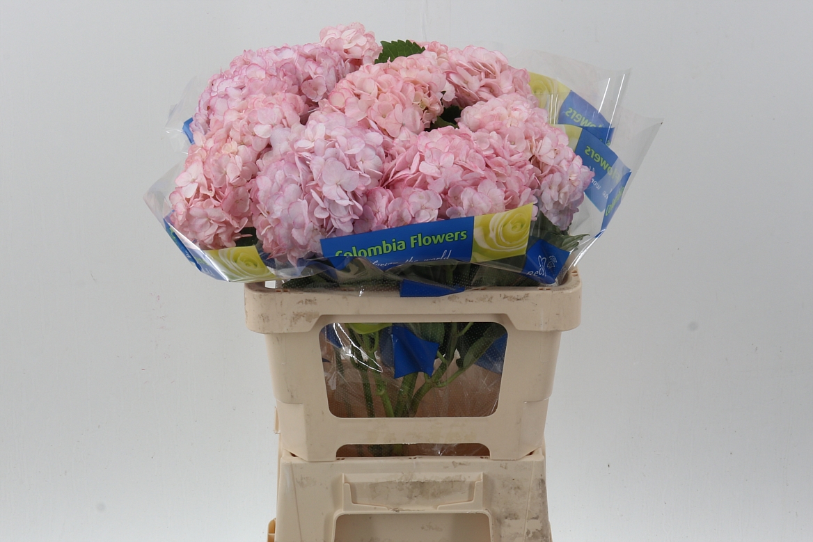 Hydr Light Pink Select