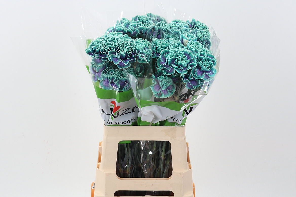 Dianthus St Painted 70cm