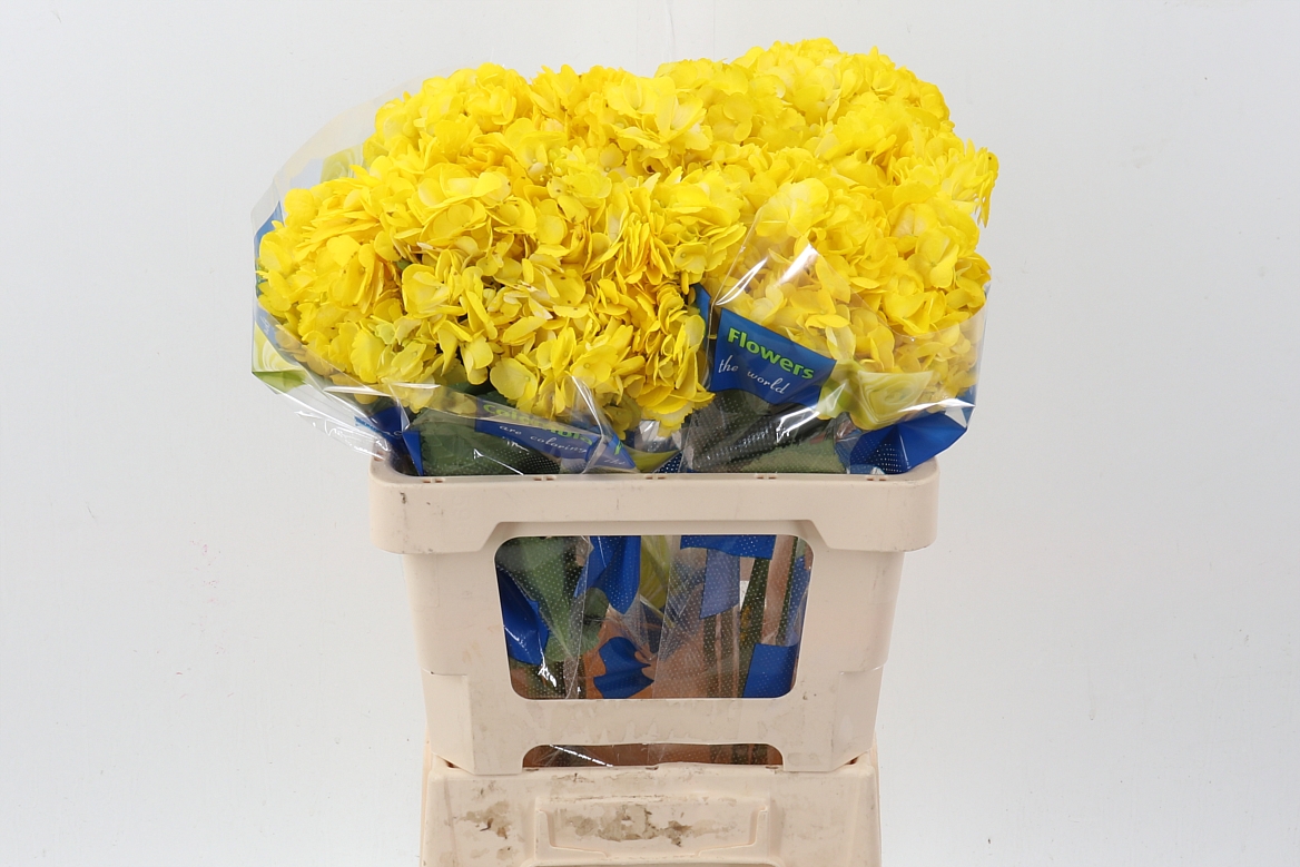 Hydrangea Yellow 60cm 15cm Hd
