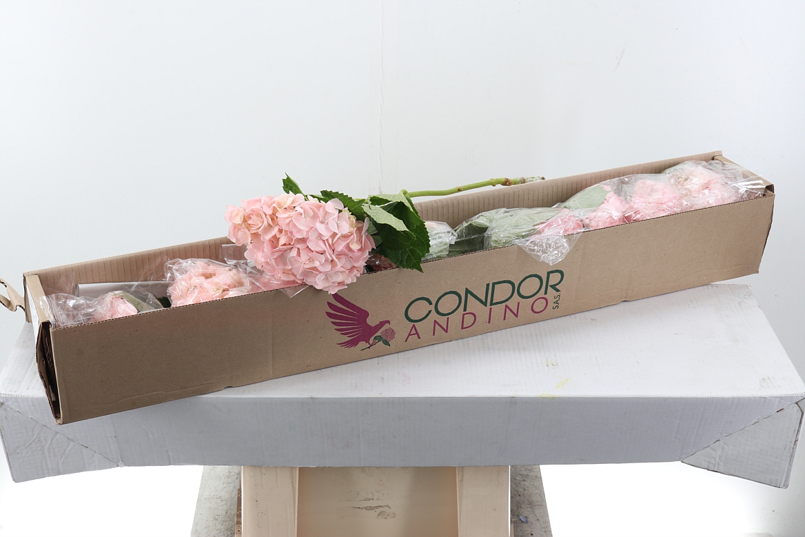 Hydr X10 Light Pink Select Box