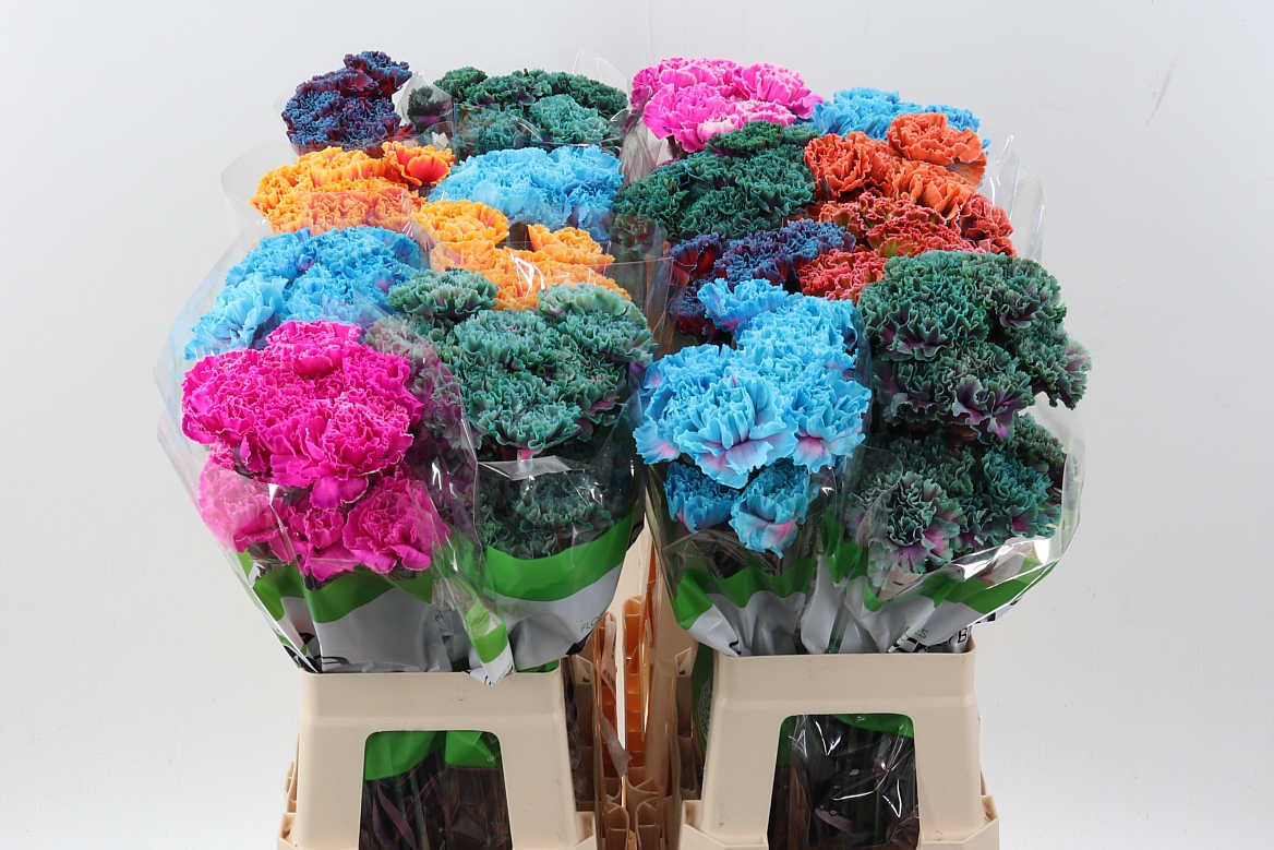 Dianthus St Painted 70cm