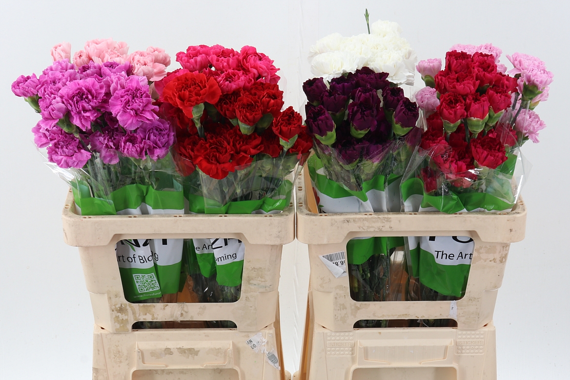 Dianthus St 60cm