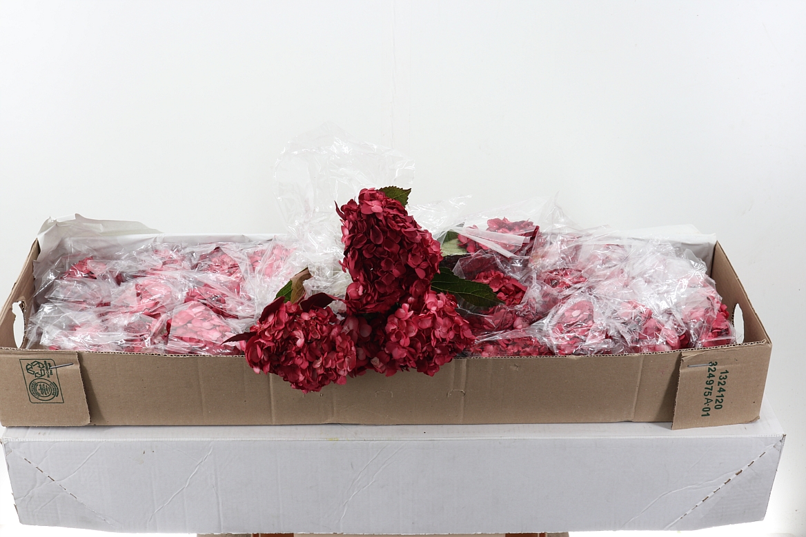 Hydr Burgundy Tinted Sel Box